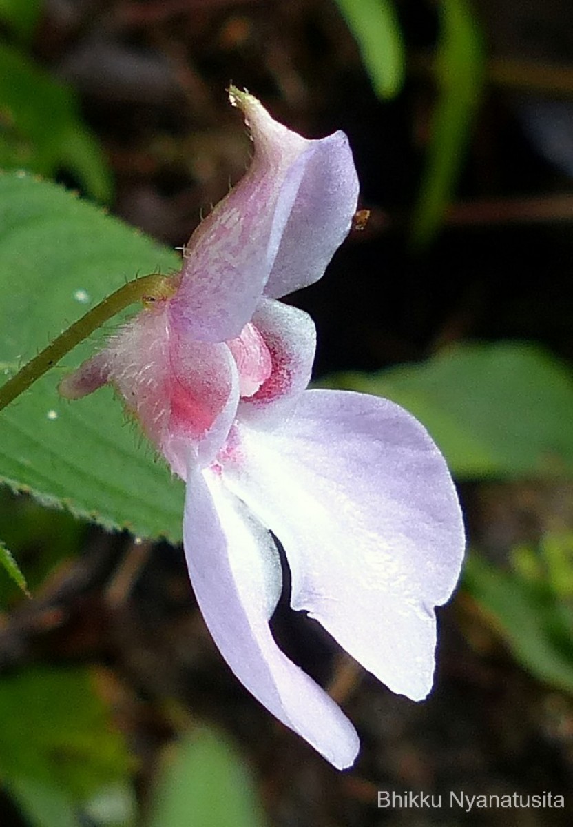 Impatiens truncata Thwaites